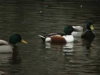 Foto: Slobeend [Anas clypeata] Kethel Schiedam